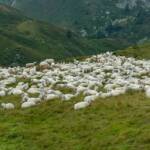 Alm, Matte, Schafe, Schafherde, Weide
