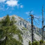 Baum, Berggipfel, Brenta, Brenta Dolomiten, Bäume, Dolomiti di Brenta, Gipfel, Pizzo Gallino, Spitze, albero, peak, piz, summit, tree