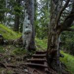 Baum, Bäume, Steig, Stufen, albero, tree