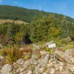 Alpengarten, Botanischer Garten, Garten, Steingarten