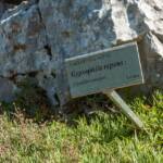 Caryophyllaceae, Gipskraut, Nelkenartige, Nelkengewächse