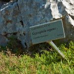 Botanischer Garten am Monte Bondone
