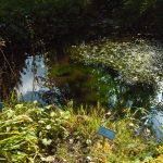Botanischer Garten am Monte Bondone