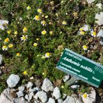 Botanischer Garten am Monte Bondone