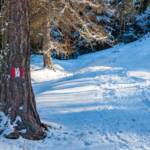 Baum, Bäume, Markierung, Schnee, Wandermarkierung, Wanderweg, Wanderwegmarkierung, Weg, Wegmarkierung, Winter, albero, cammino, inverno, sentiero, tree, way, weiße Jahreszeit, winter