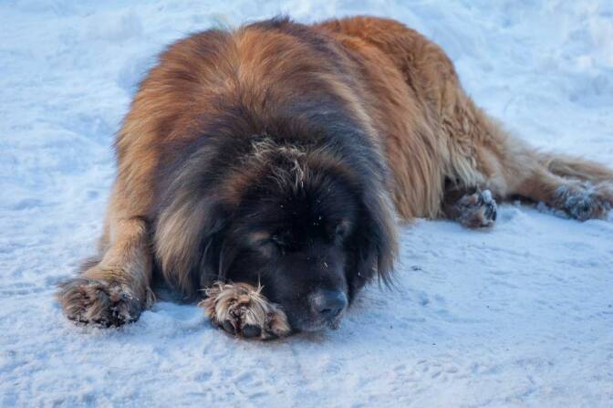 Haniger Schwaige im Tiersertal