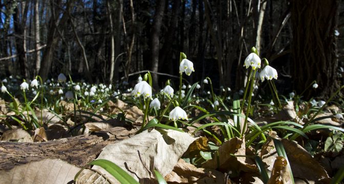 Die Märzenbecher (wir Südtiroler nennen sie fälschlicherweise Schneeglöckchen) im Frühlingstal Die Märzenbecher (wir Südtiroler nennen sie fälschlicherweise Schneeglöckchen) im Frühlingstal
