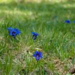 Blauer Enzian, Botanik, Enzian, Euasteriden, Flora, Gentian, Gentiana, Pflanze, Stella Alpina, blau