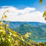 Caldaro, Frühjahr, Frühling, Kalterer See, Kalterersee, Kaltern, Leuchtenburg, See, Weinberg, Weinberge, Weinlandschaft, Weinreben, lago, lake, vigna, vigneto, vineyard