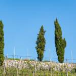 Botanik, Caldaro, Flora, Frühjahr, Frühling, Kaltern, Pflanze, Strada del Vino, Südtiroler Weinstraße, Weinberg, Weinberge, Weinlandschaft, Weinreben, Weinstrasse, Weinstraße, Zypresse, Zypressen, cipresso, cypress, vigna, vigneto, vineyard, wine route