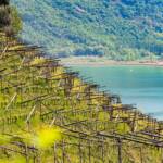 Anbauflächen, Caldaro, Frühjahr, Frühling, Kalterer See, Kalterersee, Kaltern, Rebflächen, See, Weinanbaugebiet, Weinbaugebiet, Weinberg, Weinberge, Weinlandschaft, lago, lake, vigna, vigneto, vineyard, wine terroir, wineyards