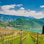 April, Kalterer See, Kalterersee, Weinwandertag