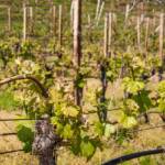 Anbauflächen, Botanik, Caldaro, Flora, Frühjahr, Frühling, Kaltern, Pflanze, Rebflächen, Strada del Vino, Südtiroler Weinstraße, Weinanbaugebiet, Weinbaugebiet, Weinberg, Weinberge, Weinlandschaft, Weinreben, Weinstrasse, Weinstraße, wine route, wine terroir, wineyards