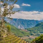 Anbauflächen, Caldaro, Frühjahr, Frühling, Kaltern, Leuchtenburg, Rebflächen, Strada del Vino, Südtiroler Weinstraße, Weinanbaugebiet, Weinbaugebiet, Weinberg, Weinberge, Weinlandschaft, Weinstrasse, Weinstraße, wine route, wine terroir, wineyards