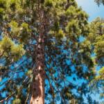 Baum, Botanik, Bäume, Caldaro, Flora, Kaltern, Nadelbaum, Nadelbäume, Nadelgehölze, Pflanze, Strada del Vino, Südtiroler Weinstraße, Weinstrasse, Weinstraße, albero, tree, wine route