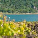 Caldaro, Frühjahr, Frühling, Kalterer See, Kalterersee, Kaltern, Rebe, Reben, See, Strada del Vino, Südtiroler Weinstraße, Weinlandschaft, Weinreben, Weinstrasse, Weinstraße, lago, lake, wine route