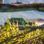 Anbauflächen, Frühjahr, Frühling, Kellerei, Pergel, Pergeln, Rebflächen, Strada del Vino, Südtiroler Weinstraße, Termeno, Tramin, Weinanbaugebiet, Weinbaugebiet, Weinberg, Weinberge, Weinkellerei, Weinlandschaft, Weinstrasse, Weinstraße, Weinwandertag, cantina, cantina vinicola, vigna, vigneto, vineyard, wine cellar, wine route, wine terroir, winery, wineyards