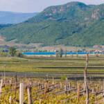 Anbauflächen, Rebflächen, Termeno, Tramin, Weinanbaugebiet, Weinbaugebiet, Weinberg, Weinberge, Weinlandschaft, wine terroir, wineyards