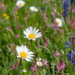 Abtei, Botanik, Flora, Pflanze, Wiese, Wiesenblumen