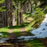 Abtei, Abteital, Badia, Forststraße, Forstweg, Gadertal, Val Badia, Wanderweg, Weg, cammino, sentiero, way