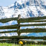 Abtei, Abteital, Badia, Berg, Dotterblume, Gadertal, Holzzaun, Kreuzkofel, Kreuzkofelgruppe, Val Badia, Wengen, Zaun