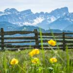 Abtei, Abteital, Badia, Berg, Dotterblume, Gadertal, Holzzaun, Puezgruppe, Val Badia, Wengen, Zaun