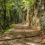 Andacht, Besinnung, Licht und Schatten, Ruhe, Wald, Waldweg, Wanderweg, Weg, cammino, devotion, devozione, meditation, meditazione, preghiera, raccoglimento, reflection, riflessione, sentiero, way