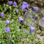 Blume, Blumen, Botanik, Campanula, Flora, Glockenblume, Pflanze, fiore, fiori, lila, rundblättrige Glockenblume, violett