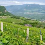 Alto Adige, Etschtal, Kulturlandschaft, Kurtatsch, South Tyrol, Sudtirol, Sudtirolo, Suedtirol, Südtirol, Südtiroler Unterland, Tal, Unterland, Valle, Wanderweg, Weg, Weinberg, Weinberge, cammino, sentiero, vigna, vigneto, vineyard, way