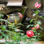 Alto Adige, Botanik, Flora, Kurtatsch, Mühle, Mühlrad, Pflanze, Rose, South Tyrol, Sudtirol, Sudtirolo, Suedtirol, Südtirol, Südtiroler Unterland, Unterland