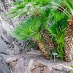 , Botanik, Chamerops humilis, Flora, Pflanze, Zwergpalme