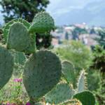 , Bolzano, Botanik, Botanischer Garten, Bozen, Cactaceae, Feigenkaktus, Flora, Gries, Guntschnapromenade, Kakteen, Kakteengewächse, Kaktus, Kaktusse, Landeshauptstadt Südtirol, Opuntia ficus indica, Opuntien, Pflanze, Sukkulente