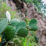 Pflanzenvielfalt an der Guntschnapromenade (Bozen Gries), Botanik, Botanischer Garten, Cactaceae, Feigenkaktus, Flora, Kakteen, Kakteengewächse, Kaktus, Kaktusblüte, Kaktusse, Nerium oleander, Oleander, Opuntia ficus indica, Opuntien, Pflanze, Rosenlorbeer, Sukkulente