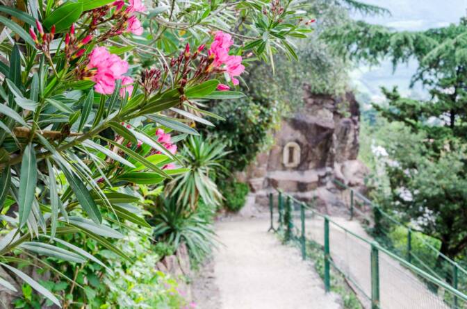 Oleander an der Promenade