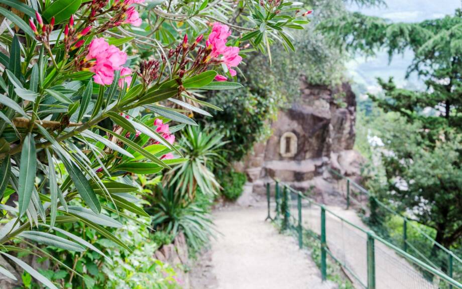 Oleander an der Promenade