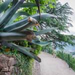 Agave am Spazierweg Guntschnapromenade, am rechten Bildrand ist Bozen zu sehen, Agave, Bolzano, Botanik, Botanischer Garten, Bozen, Cactaceae, Flora, Gries, Guntschnapromenade, Kakteen, Kakteengewächse, Kaktus, Kaktusse, Landeshauptstadt Südtirol, Pflanze, Promenade, Spaziergänger, Spazierweg, Sukkulente, passeggiare, spazieren, spazieren gehen