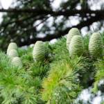 Zapfen einer Zeder, Baum, Bolzano, Botanik, Bozen, Bäume, Flora, Landeshauptstadt Südtirol, Nadelbaum, Nadelbäume, Nadelgehölze, Pflanze, Tschurtschen, Zapfen, Zeder, Zedernzapfen, albero, cedar, cedro, cedrus, tree