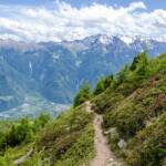 Wanderweg durch Almrosen mit Blick auf die Zufallspitze, Almblumen, Almrausch, Almrose, Almrosen, Alpenblume, Alpenblumen, Alpenflora, Alpenpflanze, Alpenpflanzen, Alpenrose, Alpenrosen, Alto Adige, Berg, Berge, Bergflora, Cevedale, Latsch, Monte Cevedale, Rhododendren, Rhododendron, South Tyrol, Steig, Sudtirol, Sudtirolo, Suedtirol, Südtirol, Vinschgau, Wanderweg, Weg, Zufallspitze, cammino, sentiero, way