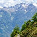 Wanderweg durch Almrosen mit Blick auf die Zufallspitze, Almblumen, Almrausch, Almrose, Almrosen, Alpenblume, Alpenblumen, Alpenflora, Alpenpflanze, Alpenpflanzen, Alpenrose, Alpenrosen, Alto Adige, Berg, Berge, Bergflora, Cevedale, Latsch, Monte Cevedale, Rhododendren, Rhododendron, South Tyrol, Steig, Sudtirol, Sudtirolo, Suedtirol, Südtirol, Vinschgau, Wanderweg, Weg, Zufallspitze, cammino, sentiero, way