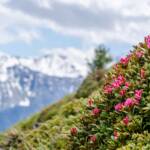 Alpenrosen mit Gletscherblick, Almblumen, Almrausch, Almrose, Almrosen, Alpenblume, Alpenblumen, Alpenflora, Alpenpflanze, Alpenpflanzen, Alpenrose, Alpenrosen, Alto Adige, Berg, Berge, Bergflora, Gletscher, Latsch, Rhododendren, Rhododendron, South Tyrol, Sudtirol, Sudtirolo, Suedtirol, Südtirol, Vinschgau, glacier