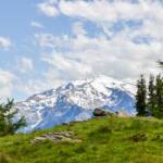 Alm mit Ortlerblick, Alm, Almmatte, Almwiese, Almwiesen, Alpe, Alto Adige, Baum, Berg, Berge, Bäume, Cevedale, Gletscher, Latsch, Lärche, Lärchen, Matte, Monte Cevedale, Ortler, Ortlergruppe, South Tyrol, Sudtirol, Sudtirolo, Suedtirol, Südtirol, Vinschgau, Weide, Zufallspitze, albero, glacier, larch, larice, larix, tree