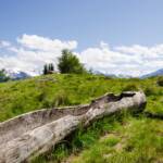 Alm mit Ortlerblick, Alm, Almmatte, Almwiese, Almwiesen, Alpe, Alto Adige, Baumstamm, Berg, Berge, Brunnen, Cevedale, Gletscher, Holz, Latsch, Matte, Monte Cevedale, Ortler, Ortlergruppe, South Tyrol, Sudtirol, Sudtirolo, Suedtirol, Südtirol, Trog, Vinschgau, Wassertrog, Weide, Zufallspitze, glacier