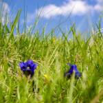 Enzian, Almblumen, Alpenblume, Alpenblumen, Alpenflora, Alpenpflanze, Alpenpflanzen, Bergflora, Blauer Enzian, Blume, Blumen, Botanik, Enzian, Euasteriden, Flora, Gentian, Gentiana, Pflanze, Stella Alpina, fiore, fiori