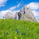 Enzian und Trollblumen vor den Geislerspitzen auf der Seceda, Almblumen, Alpenblume, Alpenblumen, Alpenflora, Alpenpflanze, Alpenpflanzen, Alto Adige, Bergflora, Blauer Enzian, Blume, Blumen, Enzian, Euasteriden, Fels, Felsen, Gardena, Geislerspitzen, Gentian, Gentiana, Goeden, Gröden, Grödental, Grödner Tal, Grödnertal, Hahnenfußgewächse, Ranunculaceae, Seceda, South Tyrol, St. Christina, Stella Alpina, Sudtirol, Sudtirolo, Suedtirol, Südtirol, Val Gardena, Valgardena, fiore, fiori