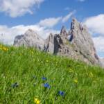 Enzian und Trollblumen vor den Geislerspitzen auf der Seceda, Almblumen, Alpenblume, Alpenblumen, Alpenflora, Alpenpflanze, Alpenpflanzen, Bergflora, Blauer Enzian, Blume, Blumen, Enzian, Euasteriden, Fels, Felsen, Geislerspitzen, Gentian, Gentiana, Hahnenfußgewächse, Ranunculaceae, Seceda, Stella Alpina, fiore, fiori
