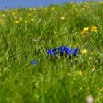 Enzian und Trollblumen Wiese, Almblumen, Alpenblume, Alpenblumen, Alpenflora, Alpenpflanze, Alpenpflanzen, Bergflora, Blauer Enzian, Blume, Blumen, Botanik, Dotterblume, Enzian, Euasteriden, Flora, Gentian, Gentiana, Hahnenfußgewächse, Pflanze, Ranunculaceae, Stella Alpina, fiore, fiori
