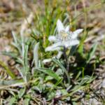 Edelweiß, Almblumen, Alpenblume, Alpenblumen, Alpenflora, Alpenpflanze, Alpenpflanzen, Bergflora, Blauer Enzian, Blume, Blumen, Botanik, Enzian, Euasteriden, Flora, Gentian, Gentiana, Pflanze, Stella Alpina, fiore, fiori