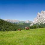 Brogles Alm, Geislerspitzen, Kühe
