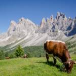 Geislerspitzen, Alm, Berg, Berge, Bovinae, Fauna, Geisler, Geisler Gruppe, Geislergruppe, Geislerspitzen, Hornträger, Kuh, Matte, Odle, Odles, Rind, Rinder, Rindviecher, Rindvieh, Tiere, Weide, Wiederkäuer, bos, bos taurus, bovina, bovini, bovis, cattle, manzo, ox, vaccina