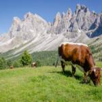 Geislerspitzen, Alm, Berg, Berge, Bovinae, Fauna, Geisler, Geisler Gruppe, Geislergruppe, Geislerspitzen, Hornträger, Kuh, Matte, Odle, Odles, Rind, Rinder, Rindviecher, Rindvieh, Tiere, Weide, Wiederkäuer, bos, bos taurus, bovina, bovini, bovis, cattle, manzo, ox, vaccina